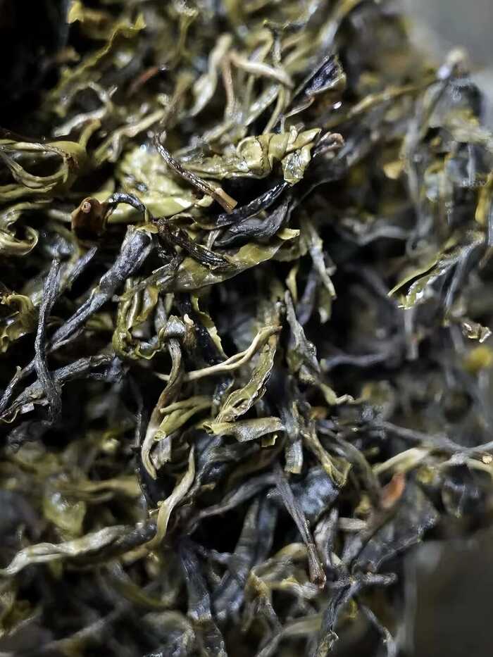 传统大堆 VS 现代小堆? 普洱熟茶的微生物博弈与风味抉择