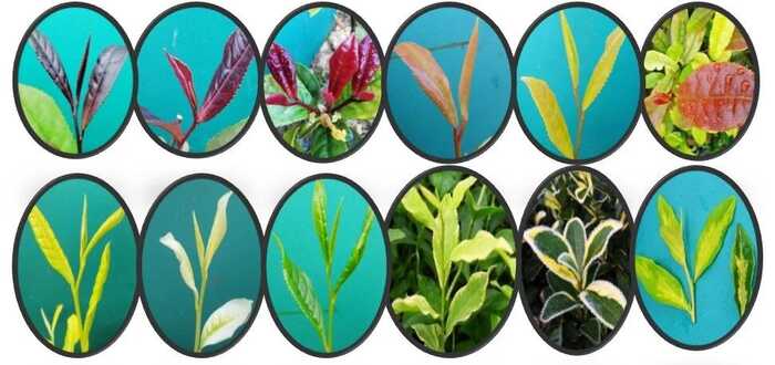 彩色茶树品种创新突破,开启茶产业多彩新时代 彩色茶树及其主要品种介绍