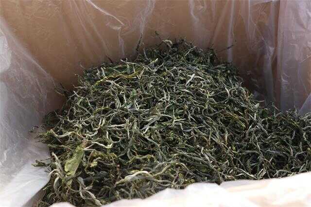 普洱茶为什么用云南大叶种晒青毛茶作原料及越陈越香机理 晒青是普洱茶“越陈越香”的关键基础工艺