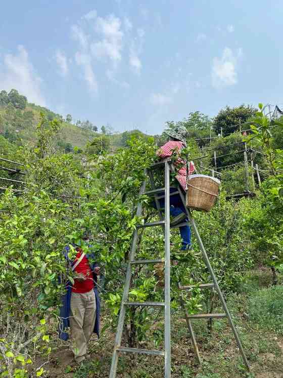 茶品牌两极化发展趋势下的产业升级策略分析 brand_alt_mark