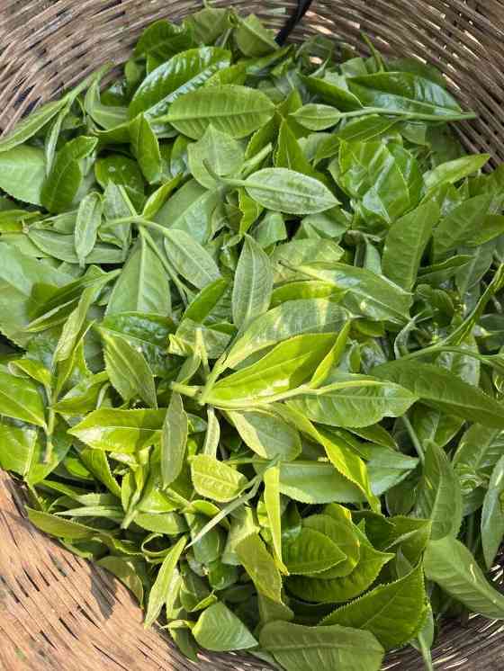 茶品牌两极化发展趋势下的产业升级策略分析 brand_alt_mark