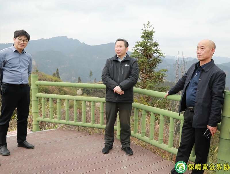 保靖县委书记深入茶园调研春茶生产 推动黄金茶产业创新发展 保靖黄金茶产业“四驾马车”齐发力 深入调研春茶生产