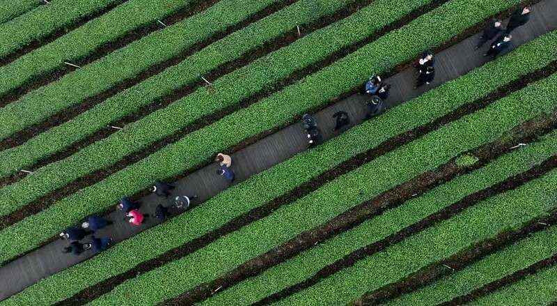 让绿叶子成为金名片   纳溪区：打造百亿茶产业
