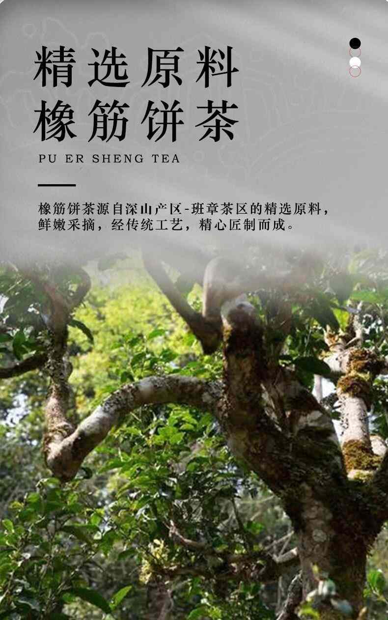 班章茶区橡筋饼茶独特韵味体验浓烈山野气息 brand_alt_mark