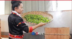 全国人大代表杨春兰：推广茶叶文化 助力乡村发展