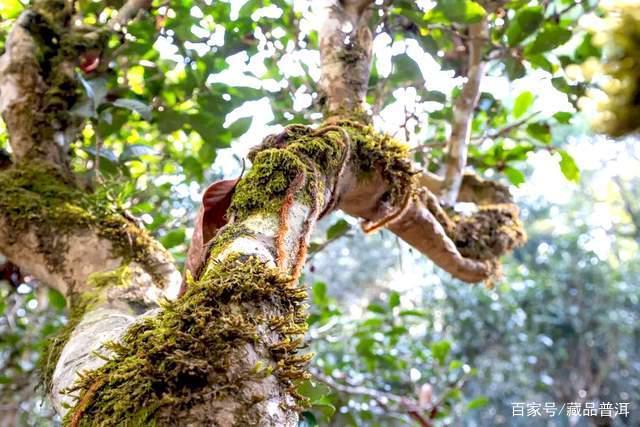 普洱茶梅子香是怎么来的？梅子香普洱茶品质解析