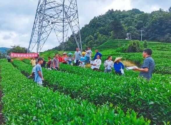 冬护茶园，春收好茶！都匀毛尖茶园管护实现技术指导全覆盖