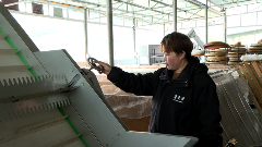 普定：春茶采摘倒计时 多举措备战开采