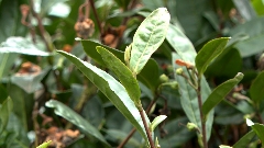 普定：春茶采摘倒计时 多举措备战开采