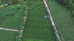 广西昭平茶叶产业转型升级 出口增长23.8%畅销全球市场 昭平茶“香”飘海内外 茶产业乘双循环东风腾飞