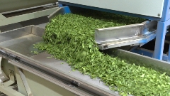 广西昭平茶叶产业转型升级 出口增长23.8%畅销全球市场 昭平茶“香”飘海内外 茶产业乘双循环东风腾飞