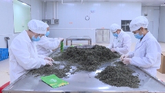 广西昭平茶叶产业转型升级 出口增长23.8%畅销全球市场 昭平茶“香”飘海内外 茶产业乘双循环东风腾飞