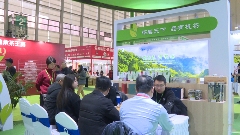 广西昭平茶叶产业转型升级 出口增长23.8%畅销全球市场 昭平茶“香”飘海内外 茶产业乘双循环东风腾飞