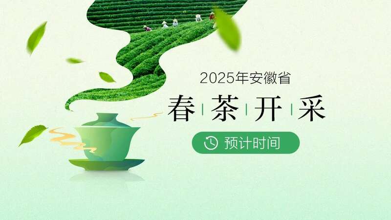 黄山春茶啥时候开采？最全的预计时间来了！