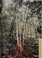 96真淳雅号的诞生历程，易武茶复兴时代的先锋之作