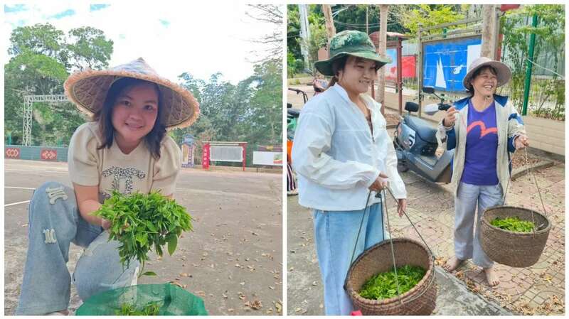 海南南开乡野生大叶茶迎来采收旺季 村民抢采春茶增收致富 白沙县南开乡:深山野茶抽新芽 产业增收有新招