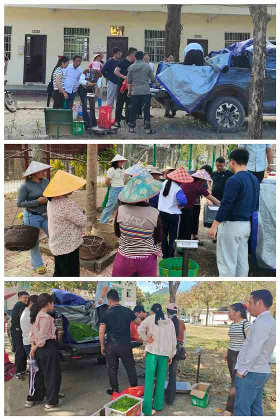 海南南开乡野生大叶茶迎来采收旺季 村民抢采春茶增收致富 白沙县南开乡:深山野茶抽新芽 产业增收有新招