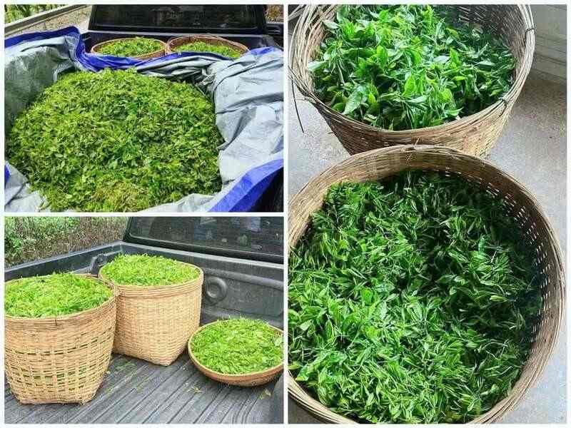 海南南开乡野生大叶茶迎来采收旺季 村民抢采春茶增收致富 白沙县南开乡:深山野茶抽新芽 产业增收有新招