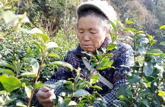 春到黔北茶飘香！正安2025年首批春茶开采