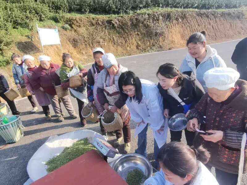 春到黔北茶飘香！正安2025年首批春茶开采