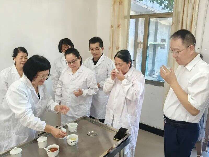 推动“三茶”统筹发展，衡阳市茶业将有大动作