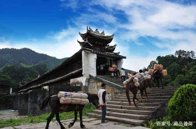 普洱茶紧压茶vs散茶哪个更好？制作工艺与储存优势解析