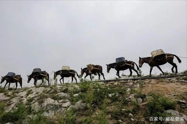 普洱茶紧压茶vs散茶哪个更好？制作工艺与储存优势解析