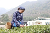 四川绵竹：人勤不负春光好 春茶采摘正当时