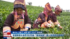 春茶生产关键期，掌握这些提质增产小妙招