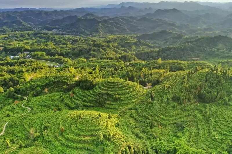 新华社发重磅长文：来凤藤茶如何花30年时间“出山”又出圈