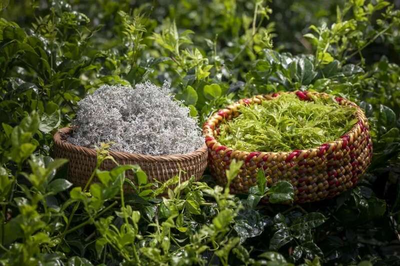 新华社发重磅长文：来凤藤茶如何花30年时间“出山”又出圈