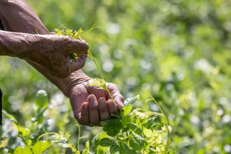 新华社发重磅长文：来凤藤茶如何花30年时间“出山”又出圈