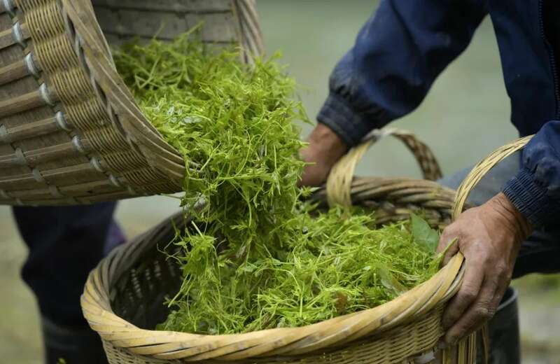 新华社发重磅长文：来凤藤茶如何花30年时间“出山”又出圈