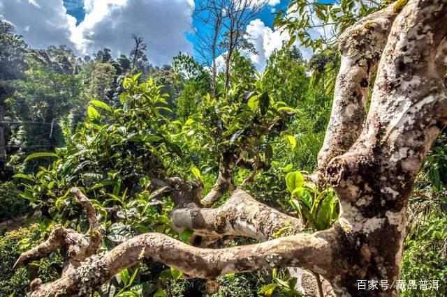 普洱茶发展历程揭秘:为何墙里开花墙外香 普洱茶发展历程揭秘:为何墙里开花墙外香