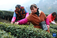 三峡库区：早春茶开采