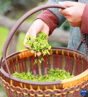 三峡库区：早春茶开采