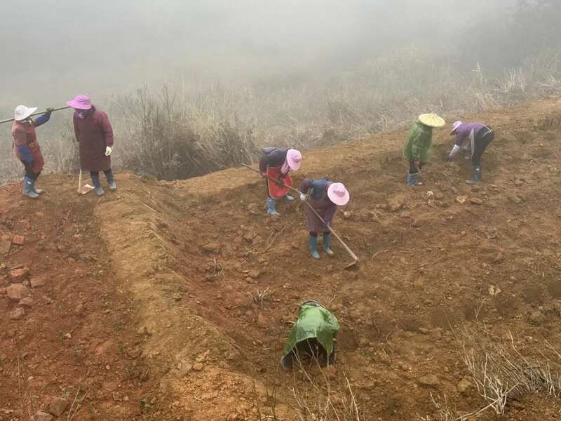 大田：补植茶园力促茶产业发展