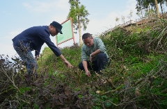 大田：补植茶园力促茶产业发展