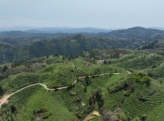 大田：补植茶园力促茶产业发展