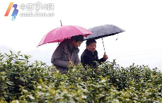 宁波地产春茶采摘时间将比往年略有推迟