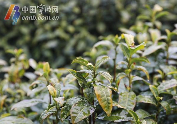 宁波地产春茶采摘时间将比往年略有推迟