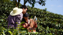 董有雄：茶农只能种茶？看茶田农庄如何玩转“茶旅”新经济
