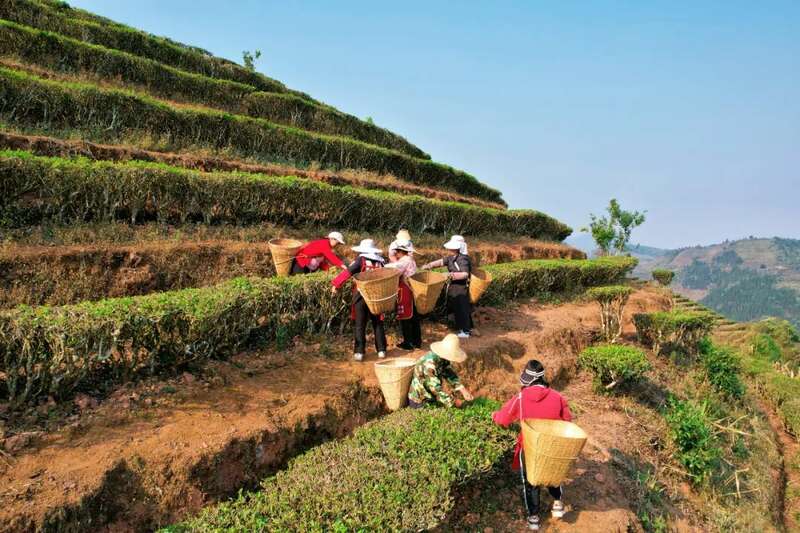 人勤春早 茶香四溢 江城县首批春茶抢“鲜”开采