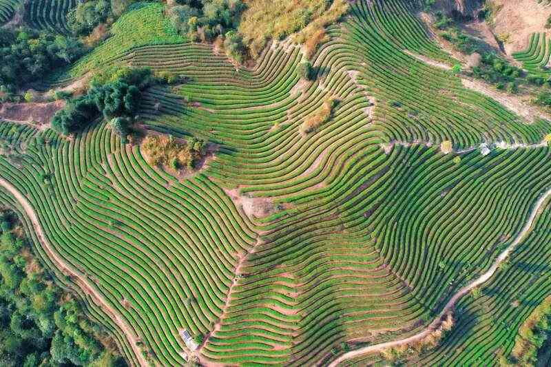 人勤春早 茶香四溢 江城县首批春茶抢“鲜”开采