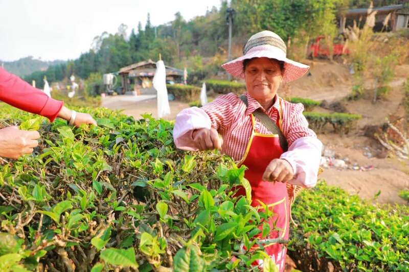 人勤春早 茶香四溢 江城县首批春茶抢“鲜”开采