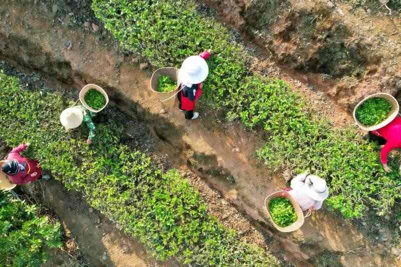 人勤春早 茶香四溢 江城县首批春茶抢“鲜”开采