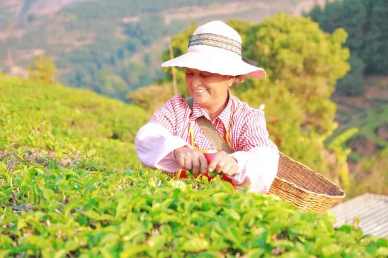 人勤春早 茶香四溢 江城县首批春茶抢“鲜”开采