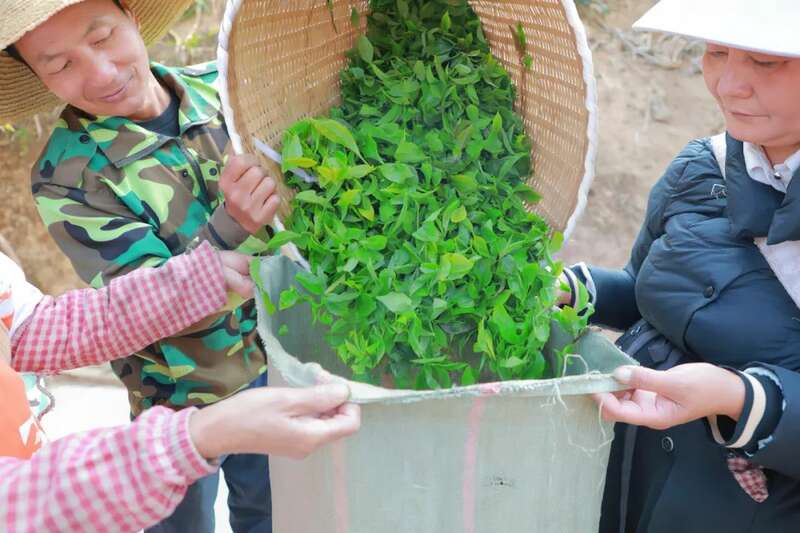 人勤春早 茶香四溢 江城县首批春茶抢“鲜”开采