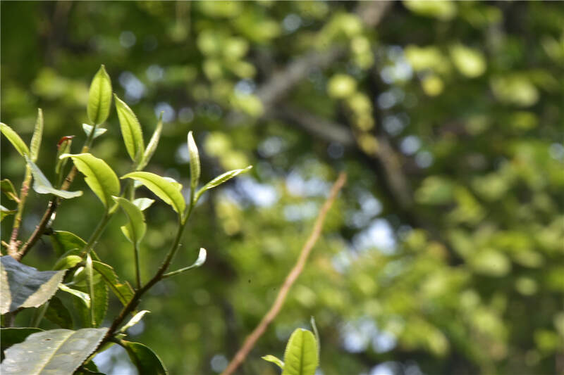 今年普洱茶真的会崩盘吗？答疑兼谈春茶