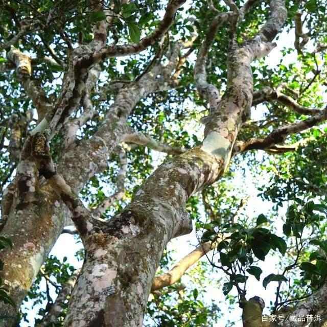 多老才算古树茶？古树茶好在哪？这条认知误区，戳穿古树茶的谎言